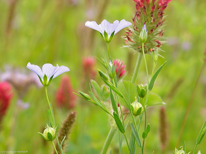 Photo macro fleur Lin (Linum sp.)