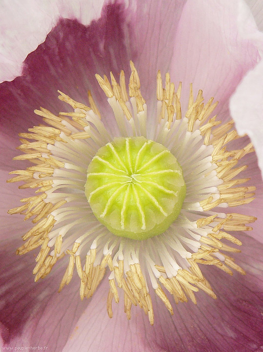 Photo macro fleur Pavot (Papaver sp.)