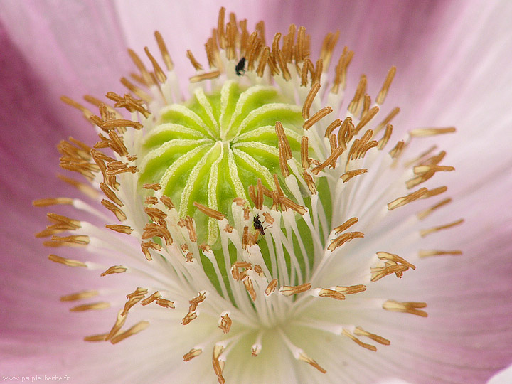 Photo macro fleur Pavot (Papaver sp.)