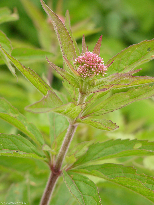 Photo macro fleur Eupatoire (Eupatorium sp.)