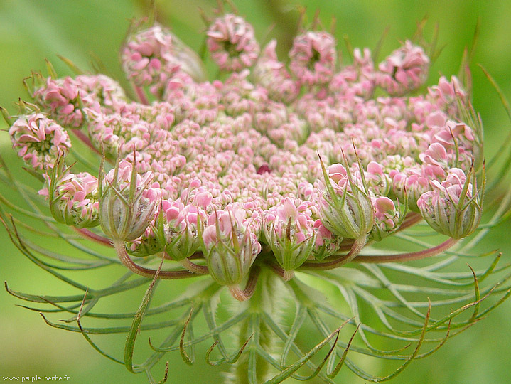 Photo macro fleur Apiacée (Apiaceae)