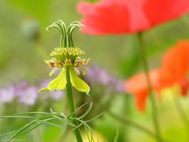 Photo macro fleur Nigelle orientale (Nigella orientalis)