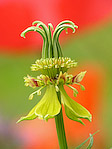 Nigelle orientale - Nigella orientalis - Macrophotographie