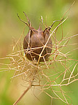 Nigelle de Damas - Nigella damascena - Macrophotographie