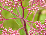 Eupatoire maculée 'Riesenschirm' - Eupatorium maculatum 'Riesenschirm' - Macrophotographie