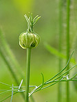 Nigelle orientale - Nigella orientalis - Macrophotographie