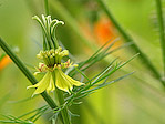 Nigelle orientale - Nigella orientalis - Macrophotographie