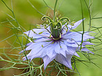 Nigelle de Damas - Nigella damascena - Macrophotographie