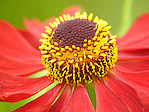 Helenium 'Kupfersprudel' - Helenium 'Kupfersprudel' - Macrophotographie