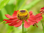 Helenium 'Kupfersprudel' - Helenium 'Kupfersprudel' - Macrophotographie