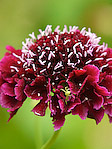 Scabieuse des jardins - Scabiosa atropurpurea - Macrophotographie