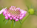 Scabieuse des jardins - Scabiosa atropurpurea - Macrophotographie