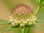 Scabieuse des jardins - Scabiosa atropurpurea - Macrophotographie