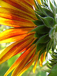 Tournesol - Helianthus annuus - Macrophotographie