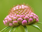 Scabieuse des jardins - Scabiosa atropurpurea - Macrophotographie