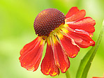 Helenium 'Kupfersprudel' - Helenium 'Kupfersprudel' - Macrophotographie