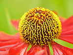 Helenium 'Kupfersprudel' - Helenium 'Kupfersprudel' - Macrophotographie