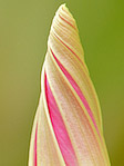 Ipomée - Ipomoea purpurea - Macrophotographie