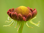 Helenium 'Kupfersprudel' - Helenium 'Kupfersprudel' - Macrophotographie