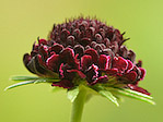 Scabieuse des jardins - Scabiosa atropurpurea - Macrophotographie