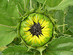 Tournesol - Helianthus annuus - Macrophotographie