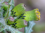 Sénéçon commun - Senecio vulgaris - Macrophotographie