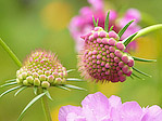 Scabieuse des jardins - Scabiosa atropurpurea - Macrophotographie