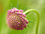 Scabieuse des jardins - Scabiosa atropurpurea - Macrophotographie