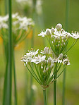 Ciboule de Chine - Allium tuberosum - Macrophotographie