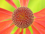 Helenium 'Kupfersprudel' - Helenium 'Kupfersprudel' - Macrophotographie