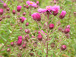 Aster - Aster - Macrophotographie