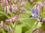 Bourrache officinale - Borago officinalis - Macrophotographie