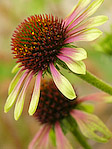 Echinacée 'Green Envy' - Echinacea purpurea 'Green Envy' - Macrophotographie