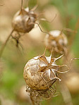 Nigelle de Damas - Nigella damascena - Macrophotographie