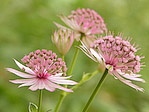 Astrance 'Roma' - Astrantia major 'Roma' - Macrophotographie