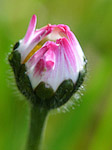 Pâquerette - Bellis perennis - Macrophotographie