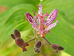 Tricyrtis 'Shimone' - Tricyrtis 'Shimone' - Macrophotographie