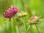 Scabieuse des jardins - Scabiosa atropurpurea - Macrophotographie