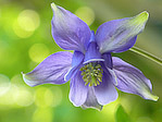 Ancolie - Aquilegia vulgaris - Macrophotographie