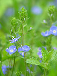 Véronique petit-chêne - Veronica chamaedrys - Macrophotographie