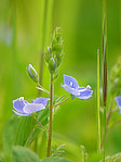 Véronique petit-chêne - Veronica chamaedrys - Macrophotographie