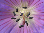 Géranium - Geranium sp. - Macrophotographie