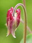 Ancolie - Aquilegia vulgaris - Macrophotographie