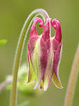 Ancolie - Aquilegia vulgaris - Macrophotographie