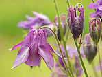 Ancolie - Aquilegia vulgaris - Macrophotographie