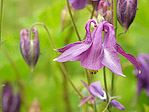 Ancolie - Aquilegia vulgaris - Macrophotographie