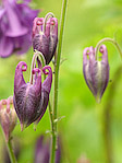 Ancolie - Aquilegia vulgaris - Macrophotographie
