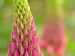 Lupin de Russel 'Mon château' - Lupinus Russelii 'Mon château' - Macrophotographie