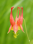 Ancolie - Aquilegia formosa - Macrophotographie