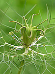 Nigelle de Damas - Nigella damascena - Macrophotographie